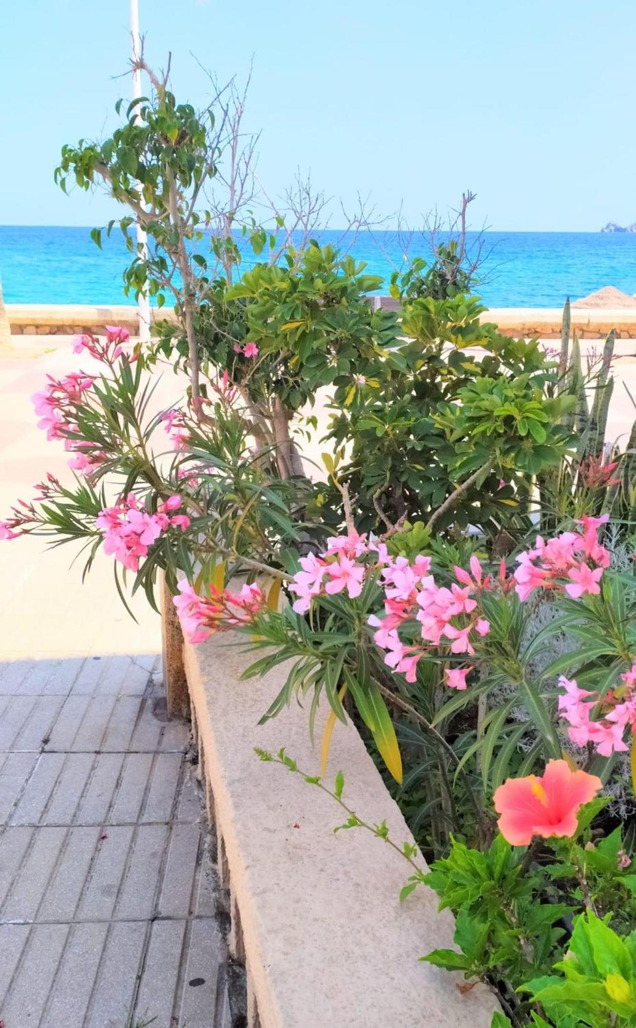 Javea Arenal Beach Exteriör bild